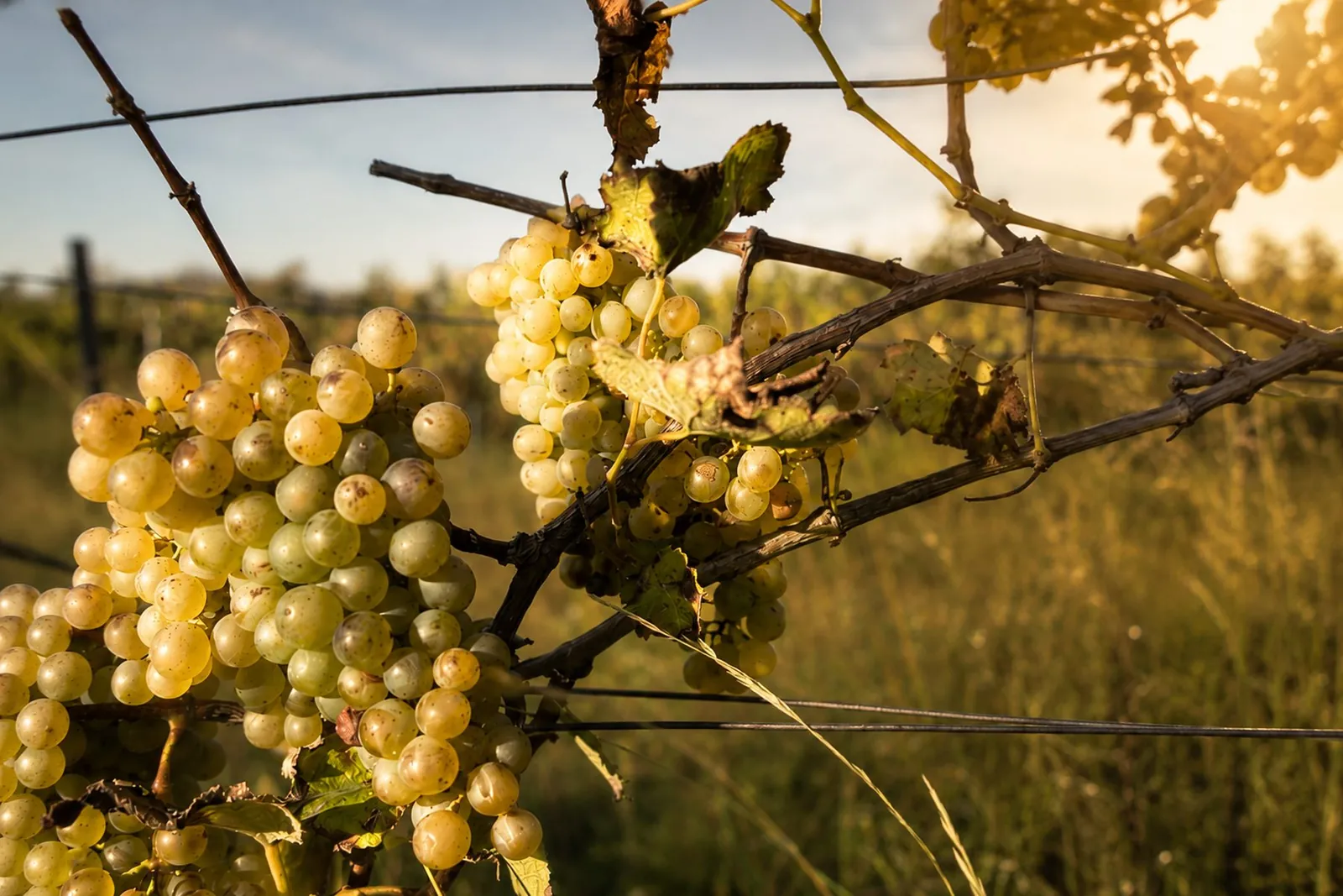 Weingarten von Weinbau Ecker in Sooß mit reifen Trauben im goldenen Gegenlicht
